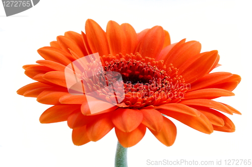 Image of isolated flower on white
