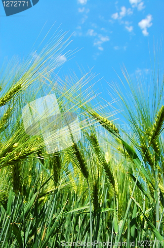 Image of wheat grain under blue sky