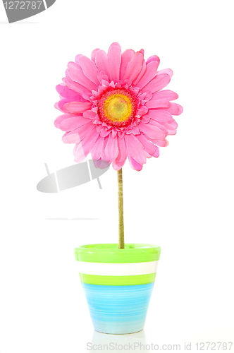 Image of colorful spring flowers