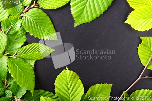 Image of leaves and copyspace