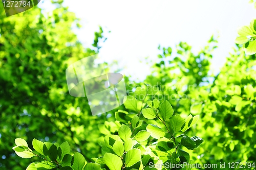 Image of leaves