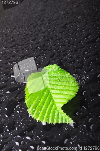 Image of leaf and black background