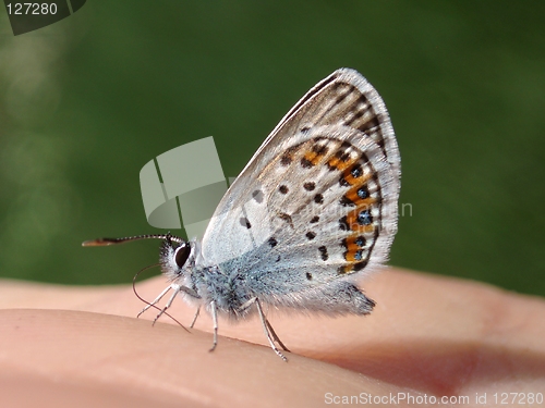 Image of Butterfly on my hand