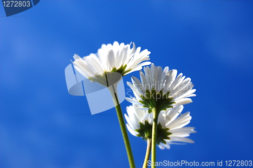 Image of daisy under blue sky