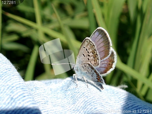 Image of Butterfly