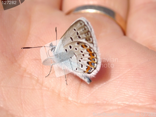 Image of Butterfly on my hand