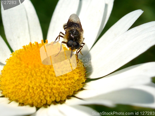 Image of Daisy and Bee