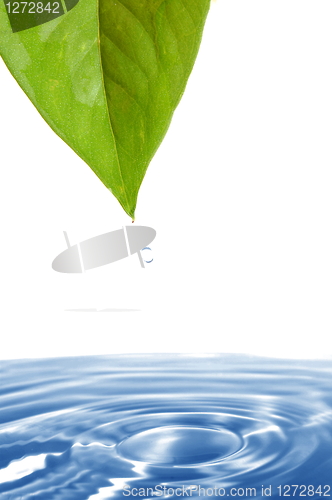 Image of leaf and water