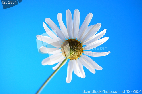 Image of daisy from beliw in summer under blue sky