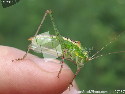 Image of Grashopper on my fenger