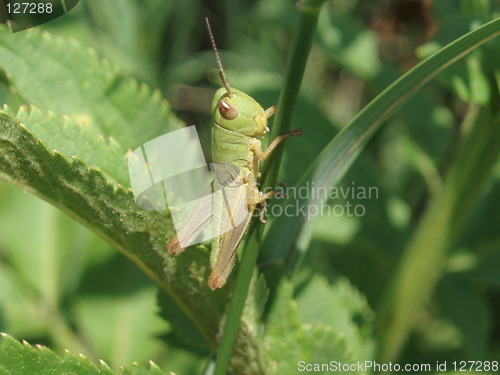 Image of Grasshopper