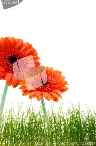 Image of flower greeting card