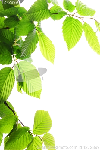 Image of green leaves