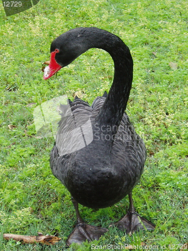 Image of Black Swan