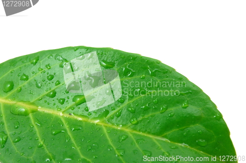 Image of leaf with water drops after rain