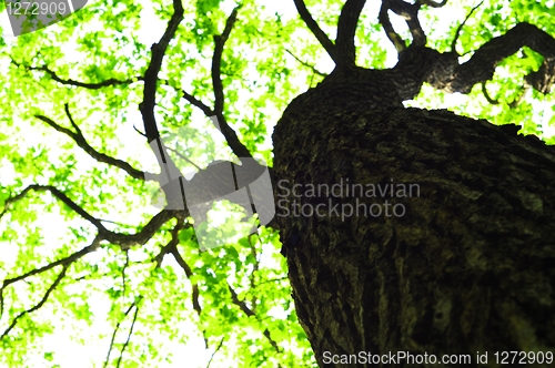 Image of tree