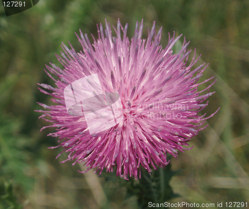 Image of Pink blossom