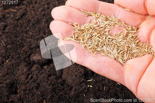 Image of sowing hand