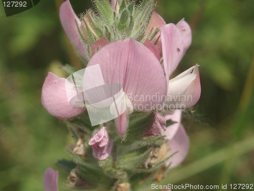 Image of Pink blossom