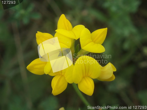 Image of Yellow wild flower