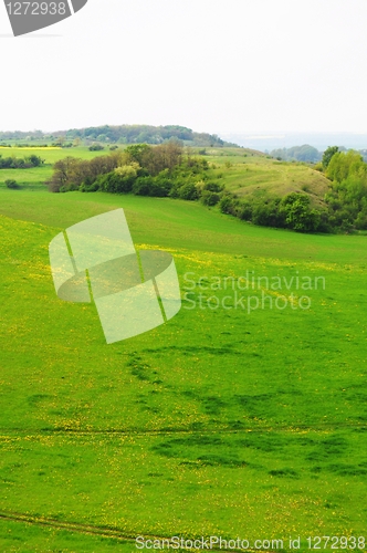 Image of green meadow