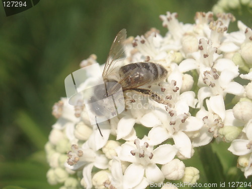 Image of Bee