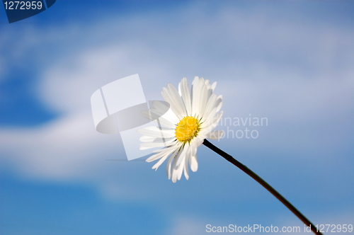 Image of daisy under blue spring sky