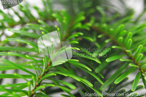 Image of green fir