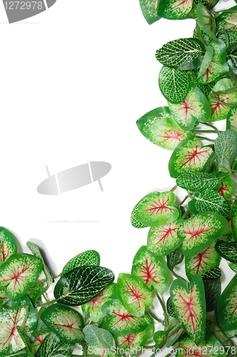 Image of border of leaves