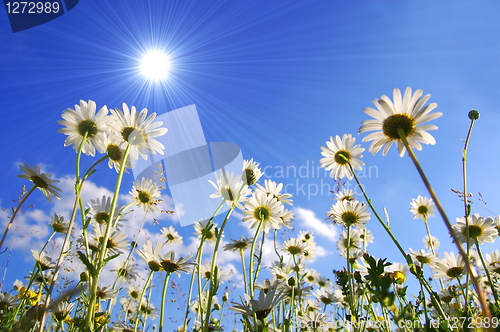 Image of daisy flower from below with blue sky