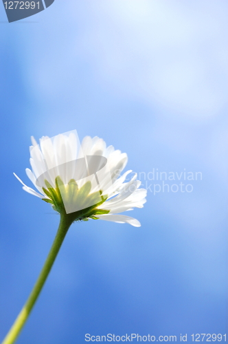 Image of daisy under blue sky