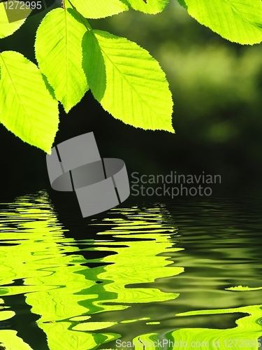 Image of leaf