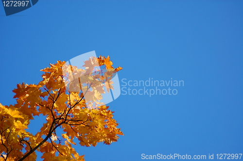 Image of Fall leaves