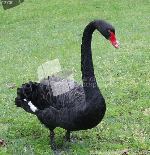 Image of Black Swan 2