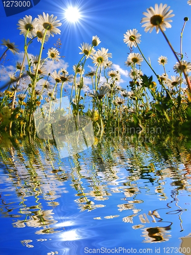 Image of daisy flower