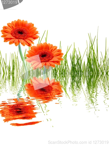 Image of flowers