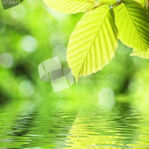 Image of green summer leaves