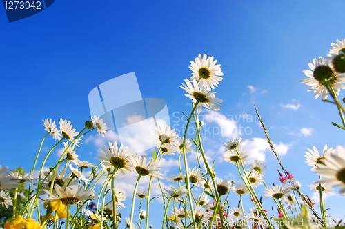 Image of flowers on meadow in summer