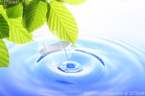 Image of green leaf and water drop