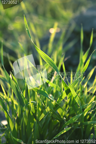 Image of green grass macro