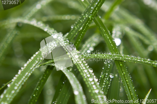 Image of Water drops on grass