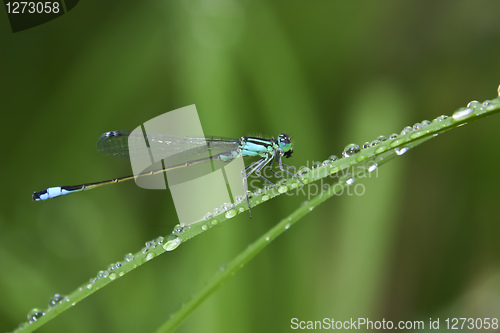 Image of Dragonfly on grass