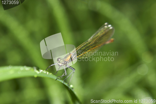 Image of Dragonfly waiting