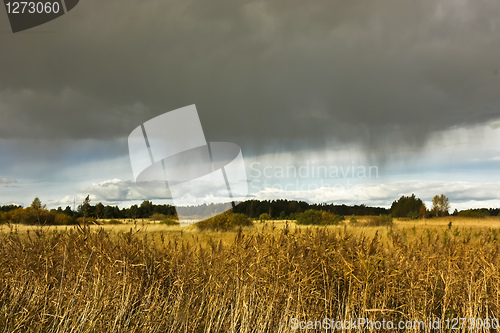 Image of Rain in the field