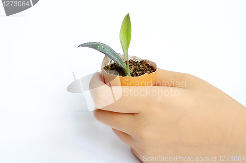 Image of Plant in hand