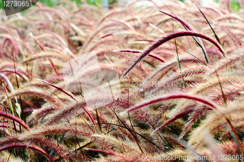 Image of Bristle grass Herb