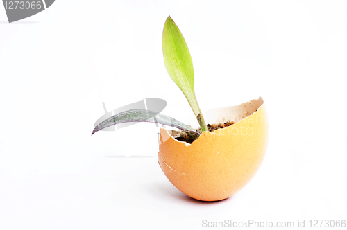 Image of Sprout in an eggshell