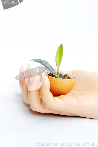 Image of Plant in hand