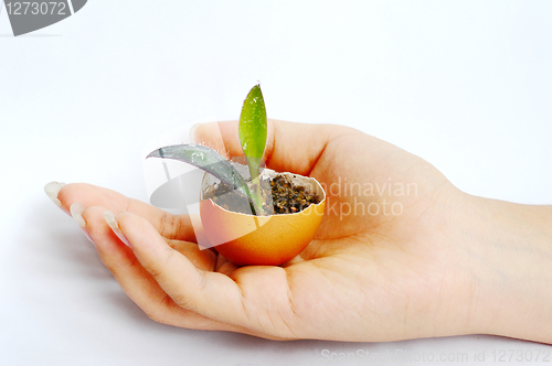 Image of Plant in hand