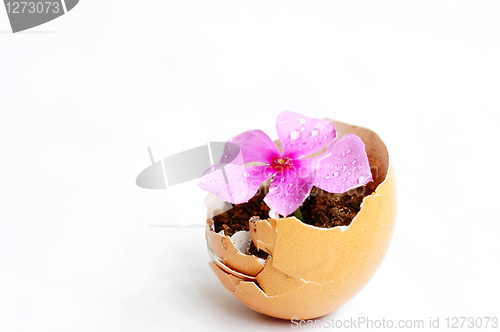 Image of Flower in a broken eggshell
